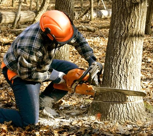 Tree Removal in Port Clyde, ME
